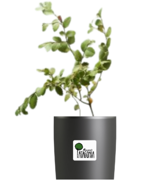 Árbol de Ñire + Inscripción