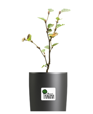 Árbol de Lenga + Inscripción